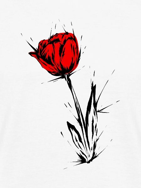 Tulpe