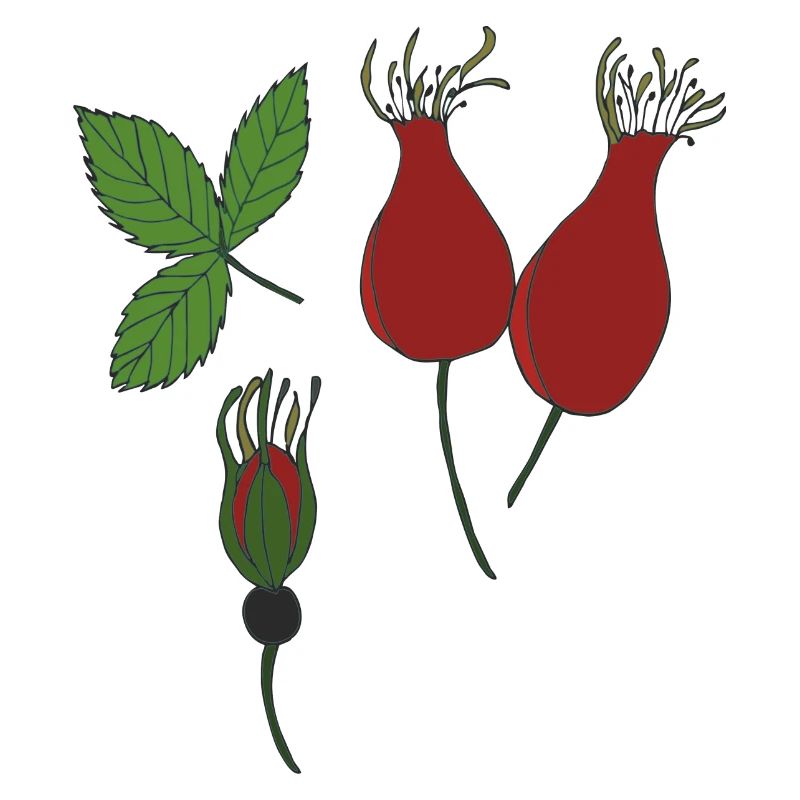 rose hip