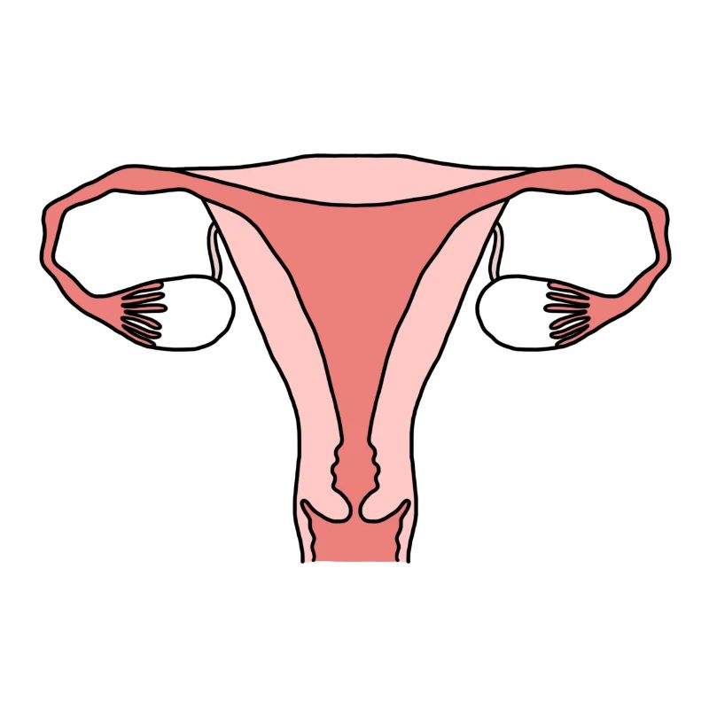 Uterus Gebärmutter