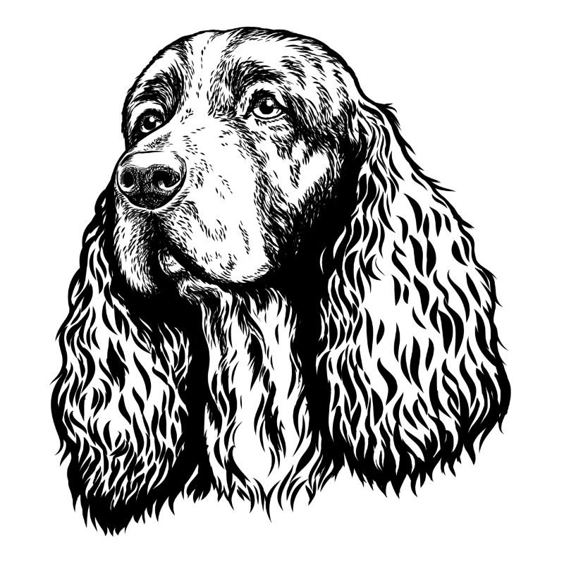 Springer Spaniel Portrait black