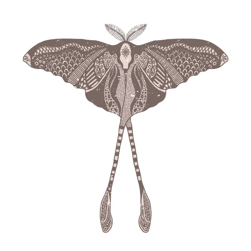 Papillon de lune chinois - Luna Moon Moth