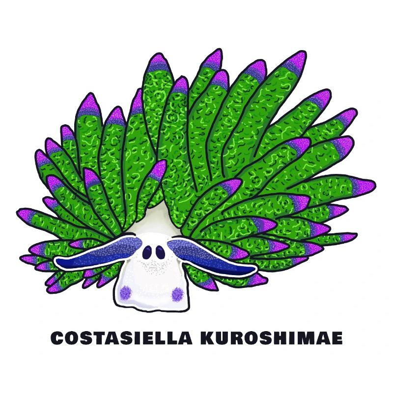 Leaf Sheep Snail, Drawing