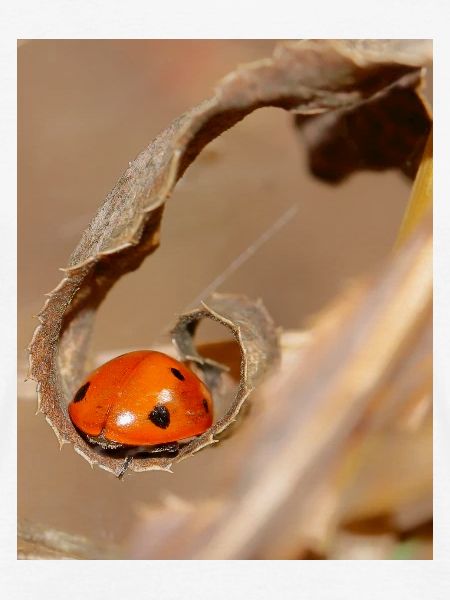 Ladybug on dried leaf