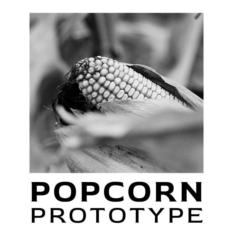 Monochrome corn cob in focus