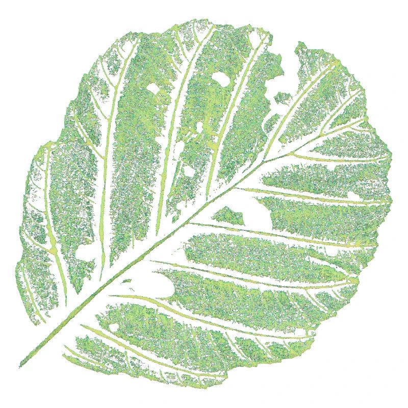 Leaf / Alder