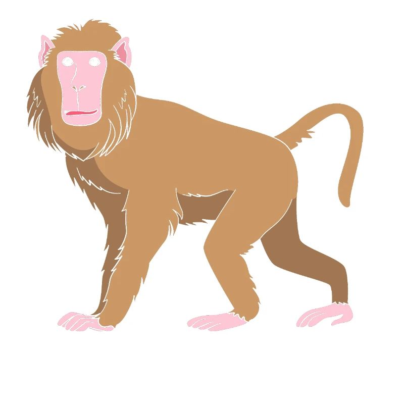 Babouin Babouin Primate Singe Singe