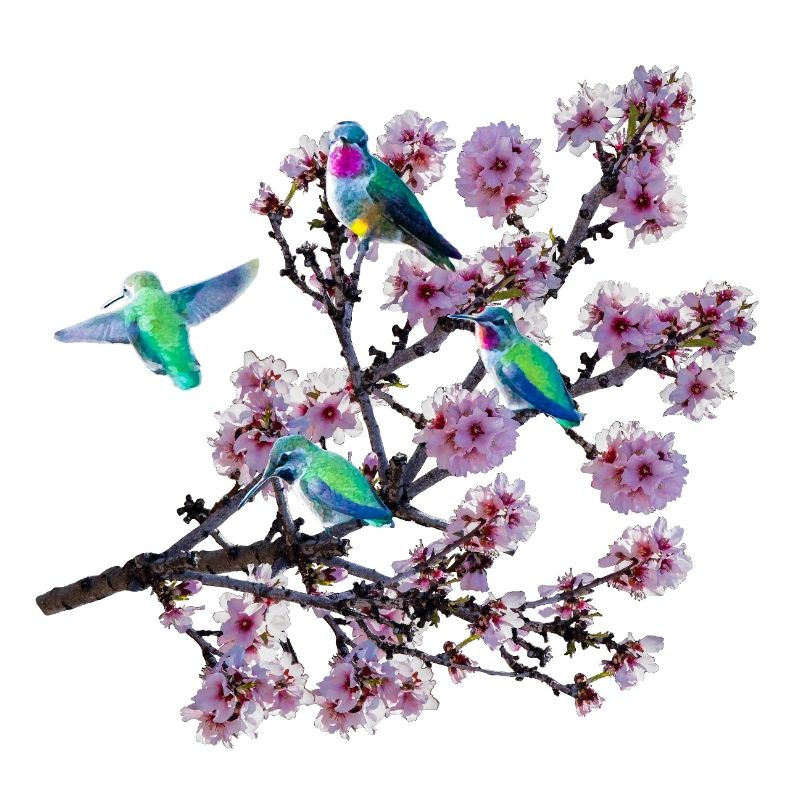 Colibri sous différents angles, fleurs d’amandier