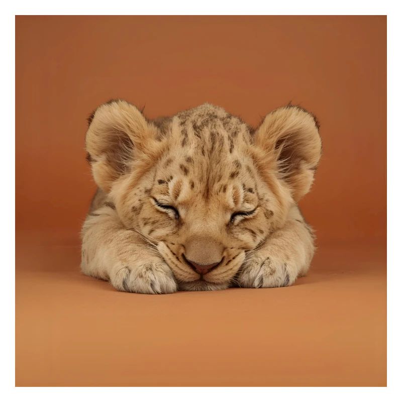 Sleeping cheetah cub