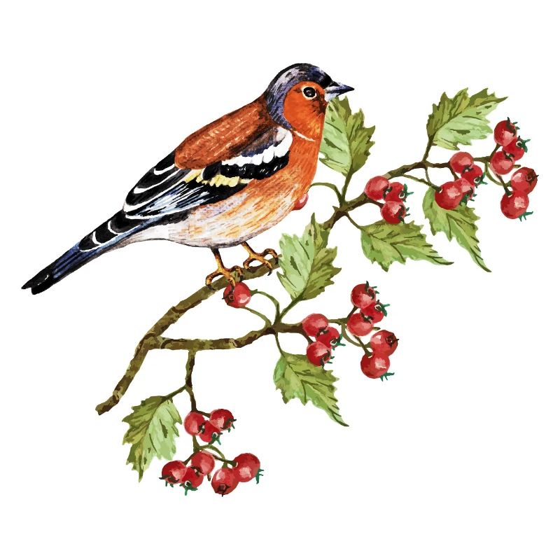 Bunter Vogel