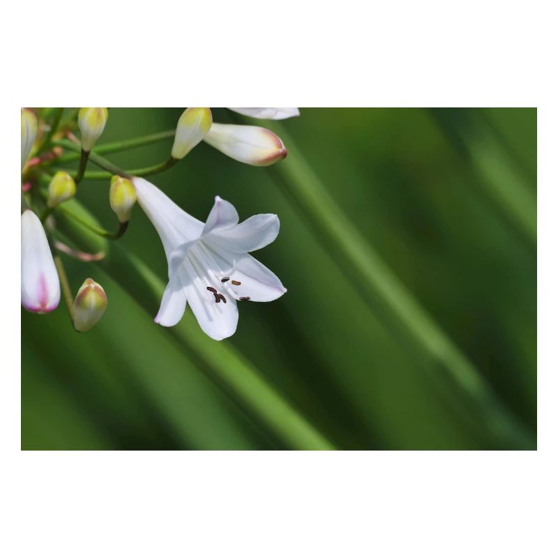 Macro de la fleur de lys blanc
