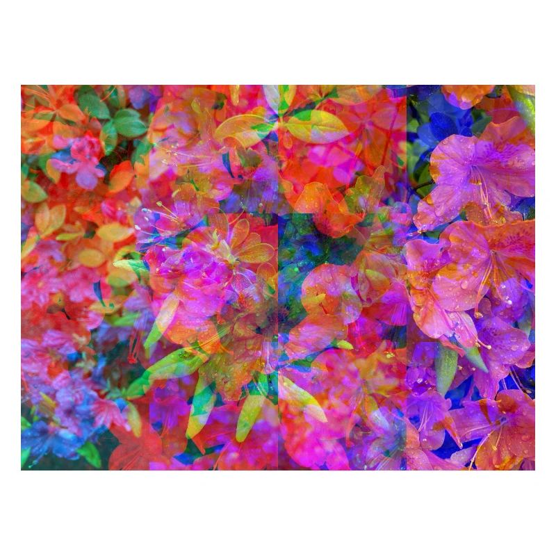 Collage de Fleurs d’Explosion de Couleur