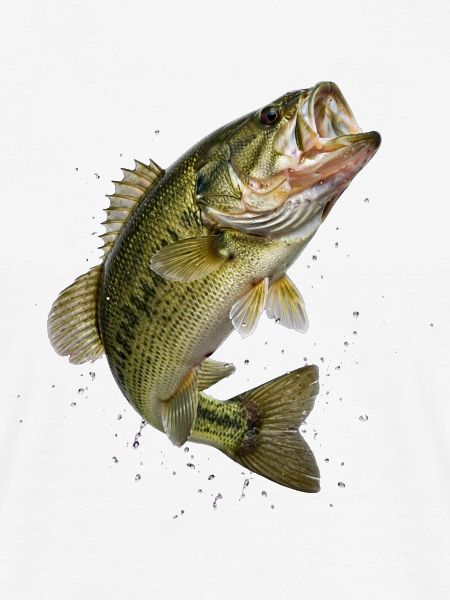 Bass im dynamischen Sprung