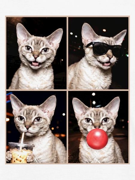 Katzen Devon Rex Katze