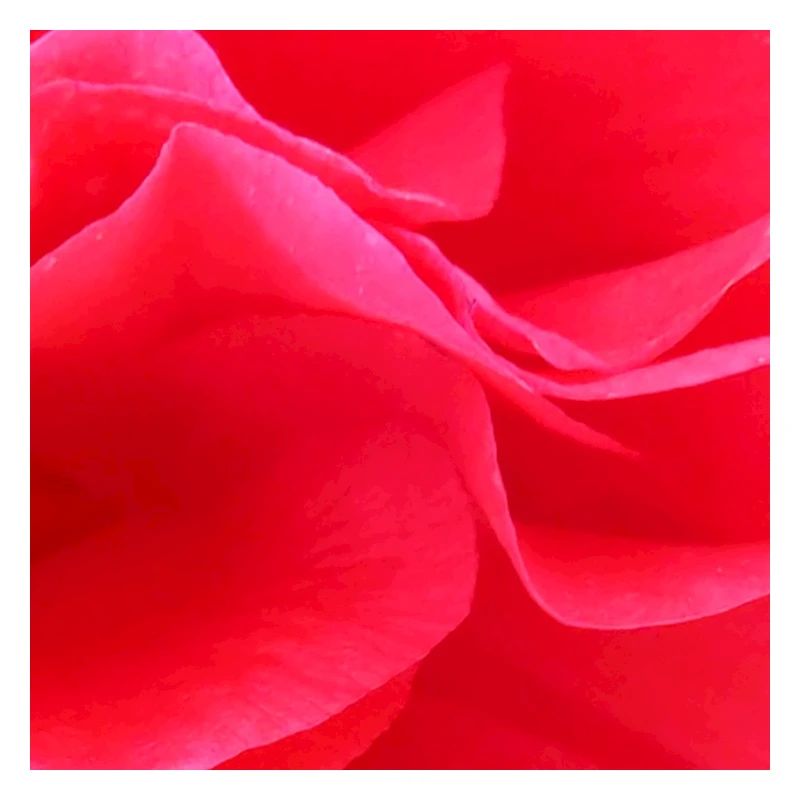 Red Flower