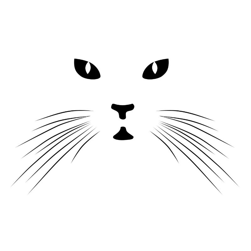 Chat chat mignon Kitten Maine Coon Chat
