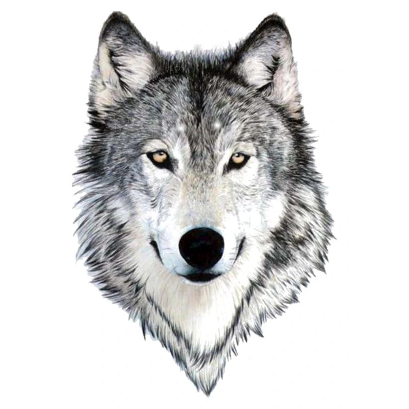 wolf wolf