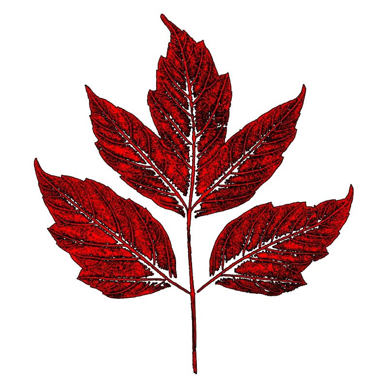 Leaf - Maple Ash - Red