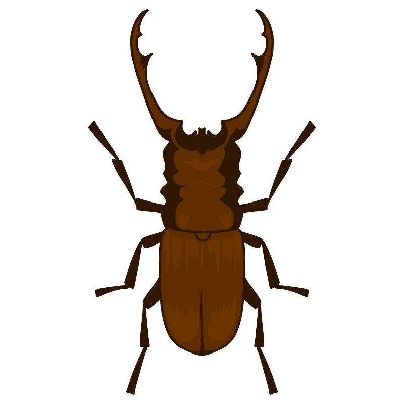 Deer beetle Lucanus cervus Schröter insect