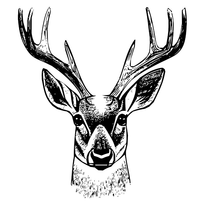 Deerhead en automne Cerf Bois de chèvre Faon 2