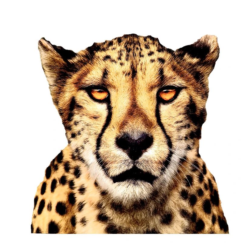 Guépard
