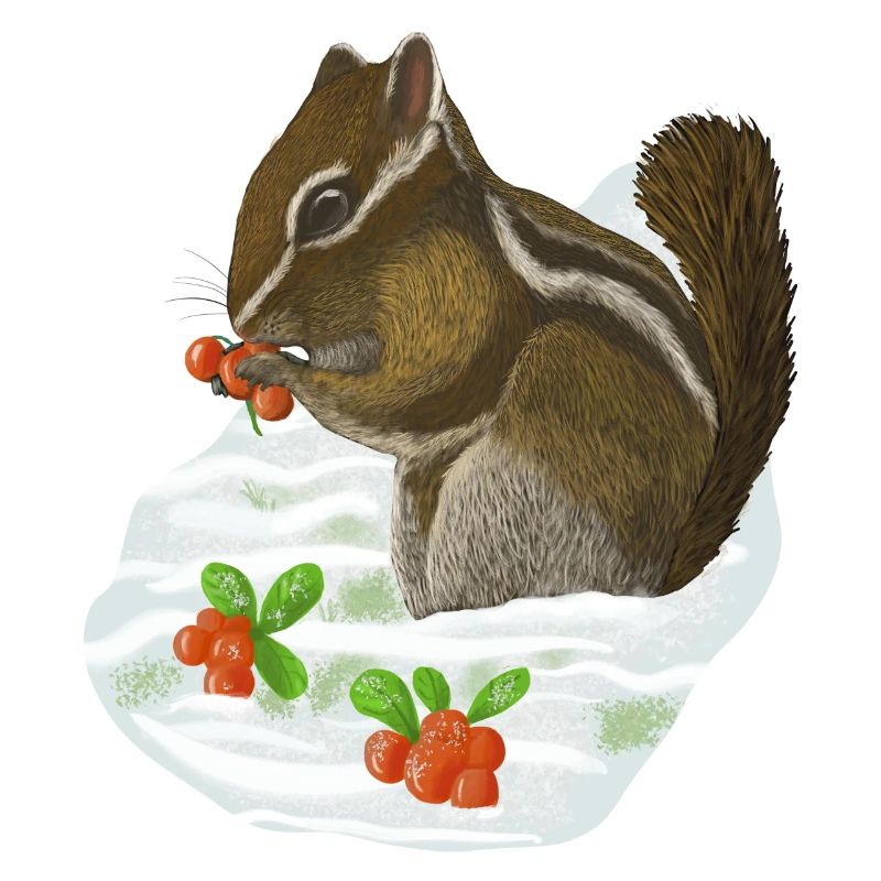 Chipmunk Streifenhörnchen