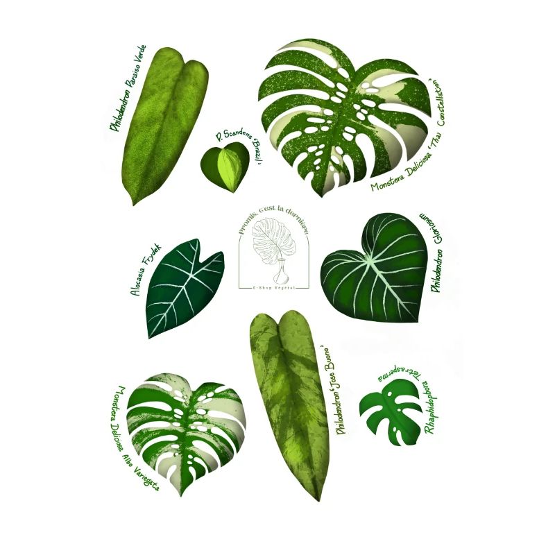 Botanical Illustration