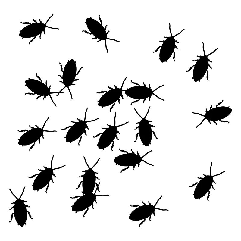 cockroach