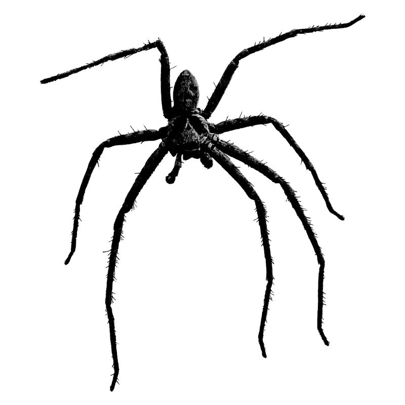 Spider / Black Widow + Skull with spider phobia