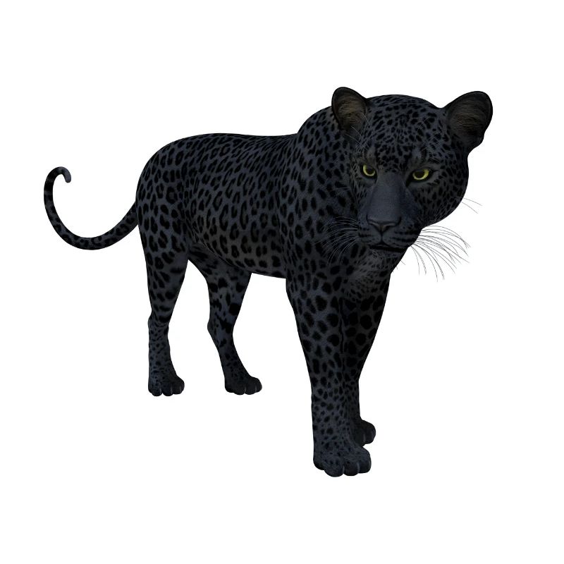 panther