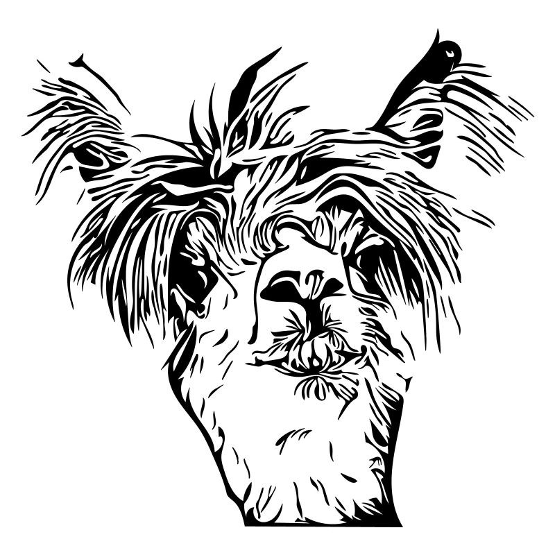 Funny llama alpaca face