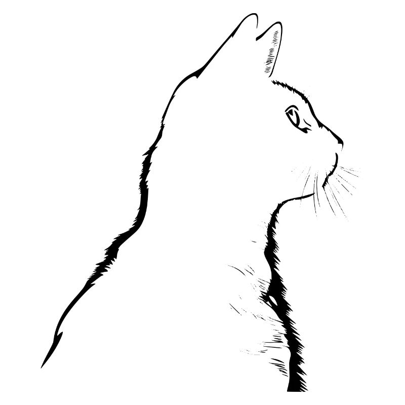 Chat, Motif De Chat