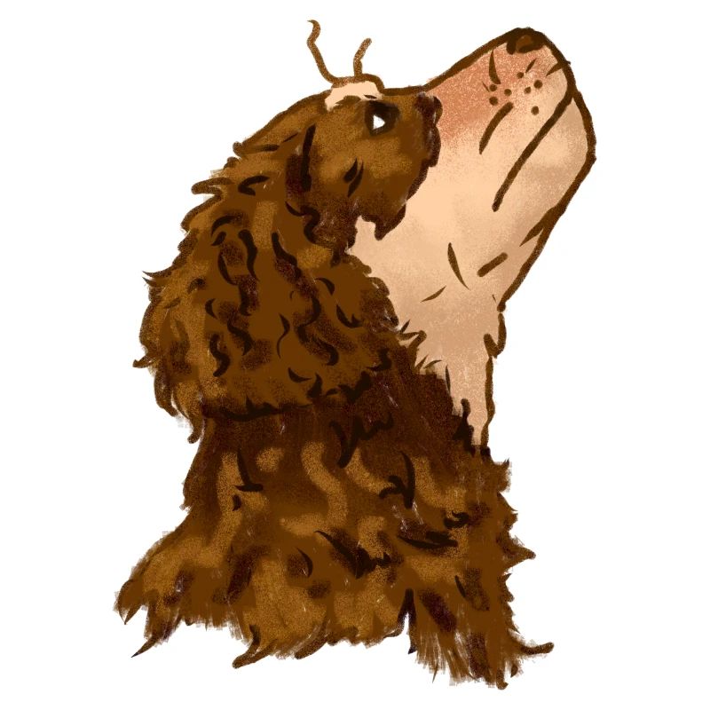 Mignon chien