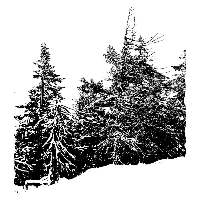 Winterwald