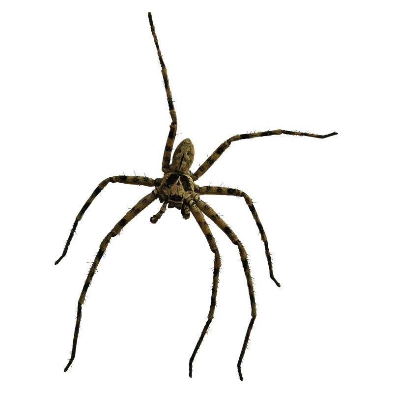 Hauswinkelspinne
