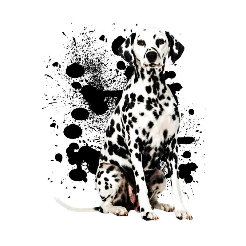 dalmata