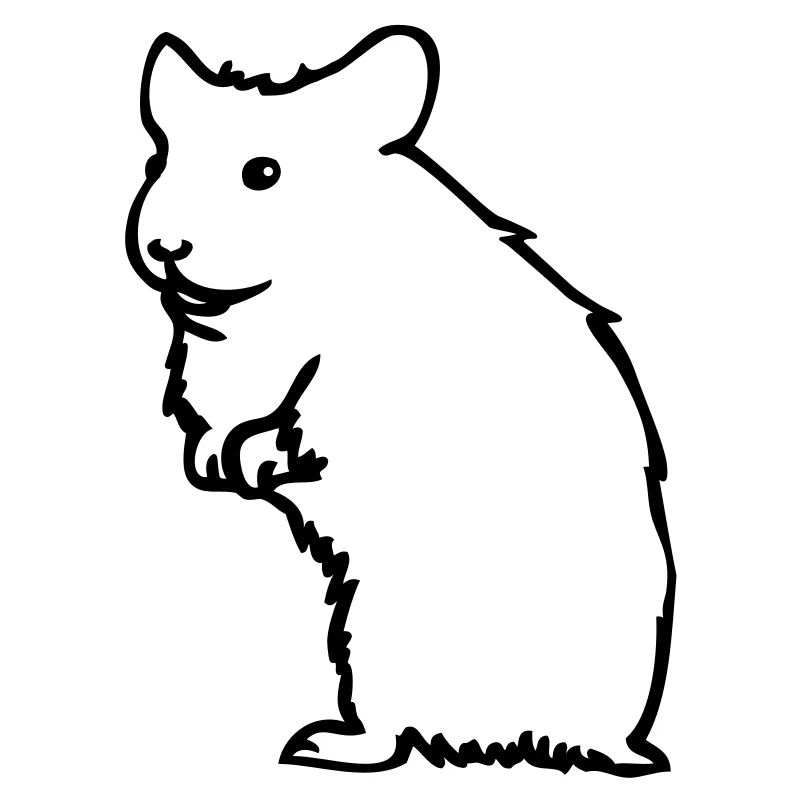 Hamster