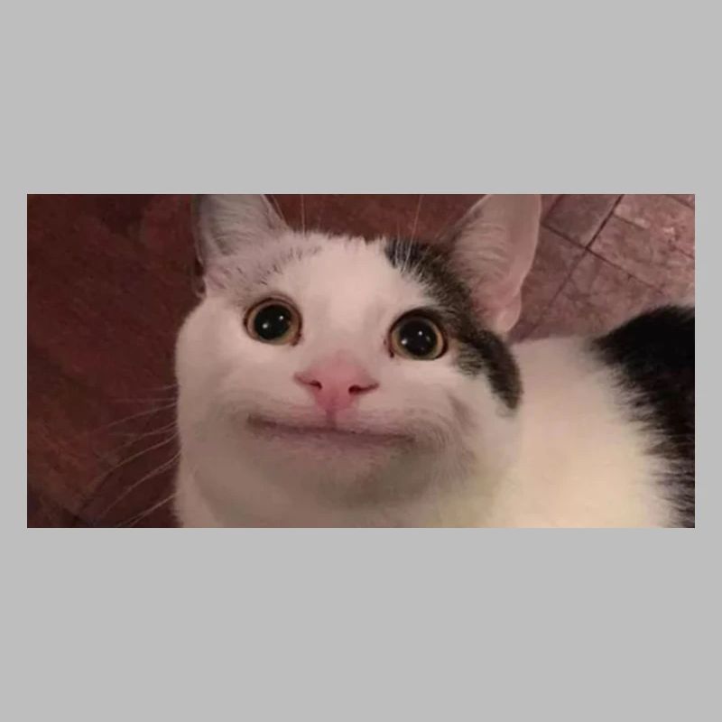 meme cat