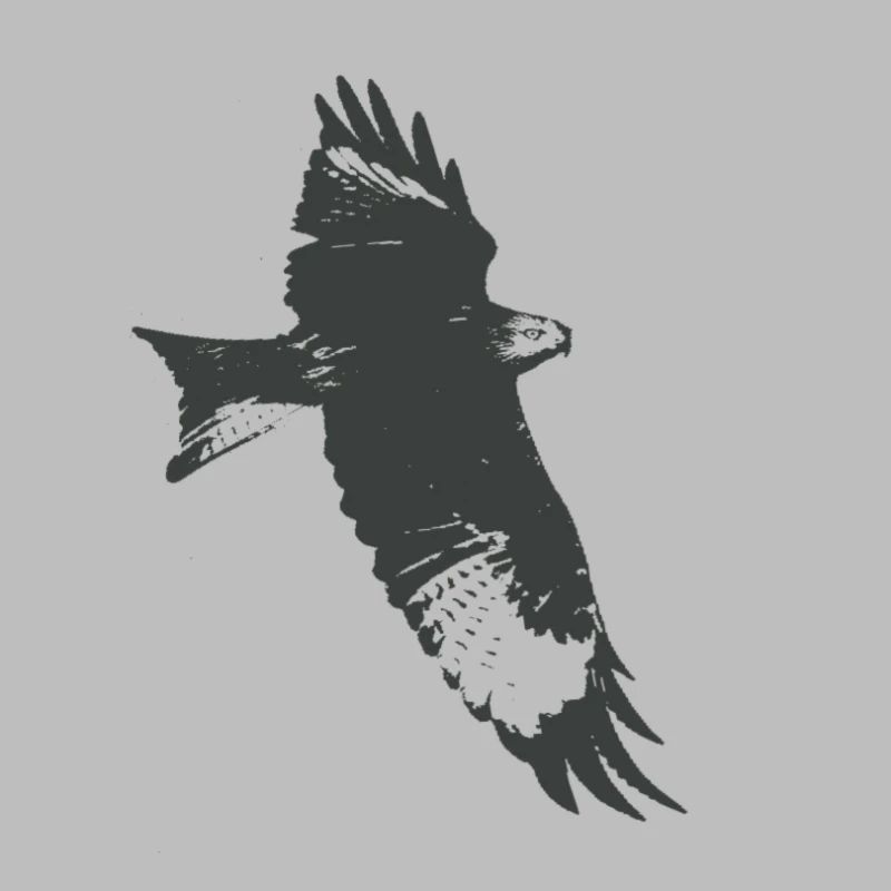 Adelaar, valk, valk