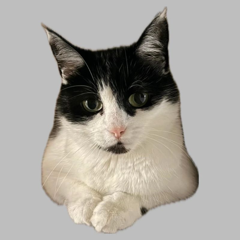 chat chat super mignon