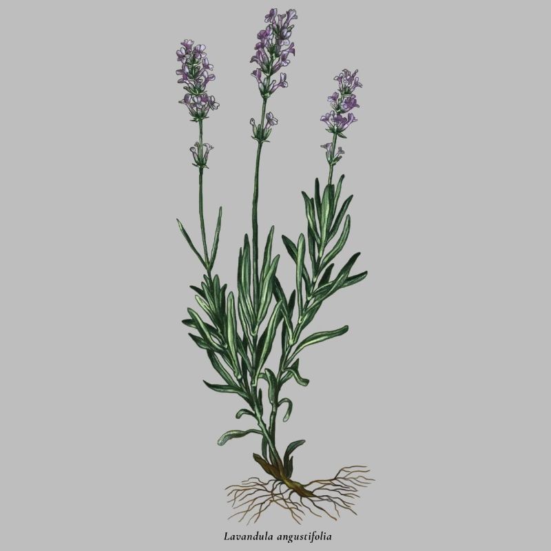 Lavendel