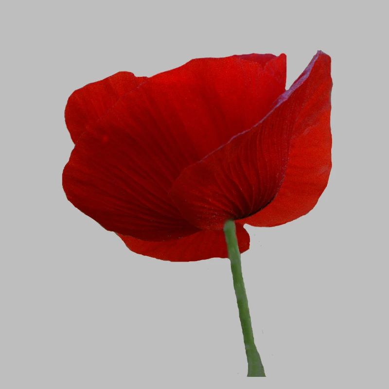Mohn