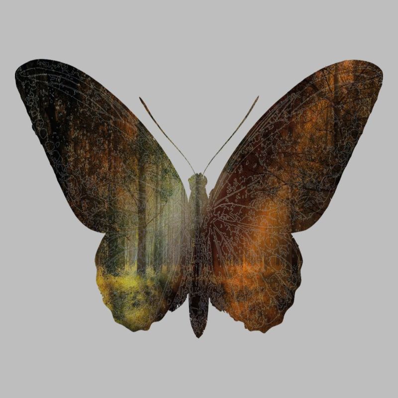 Papillon et forêt