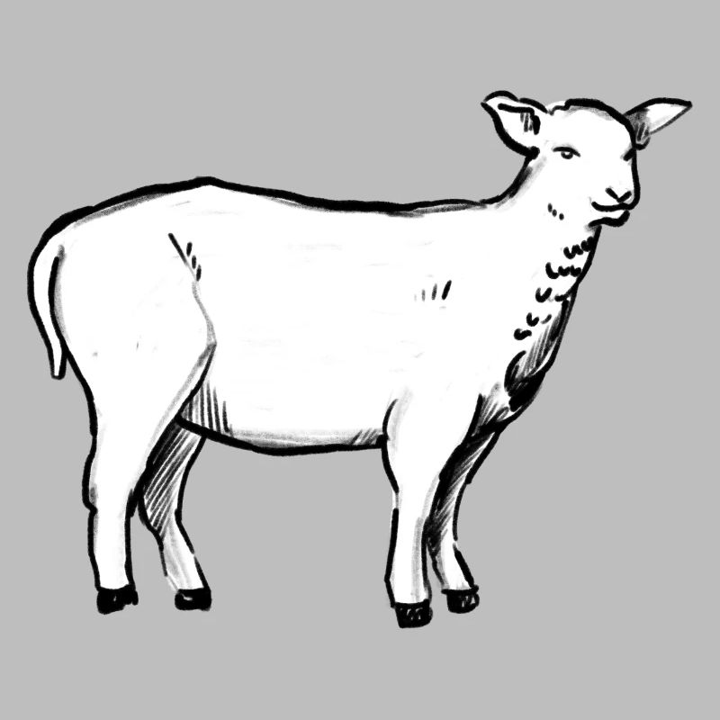 Ein Lamm (Handgezeichnet)