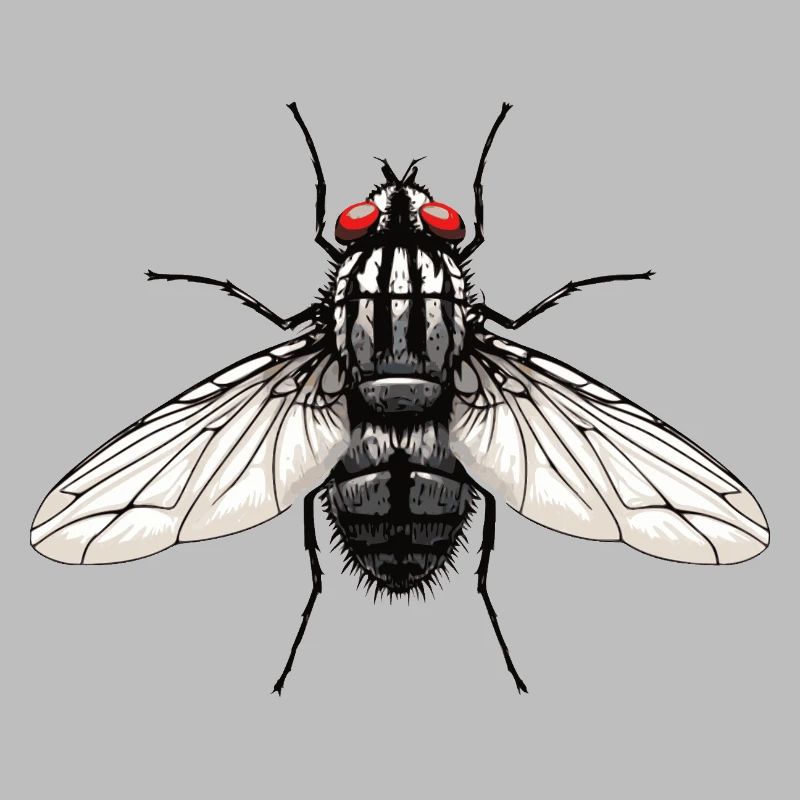 Fliege