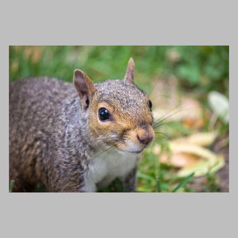 Grey squirrel (in german Grauhörnchen) Sciurus