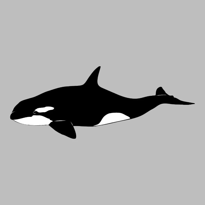 Orca - Wal - Killerwal