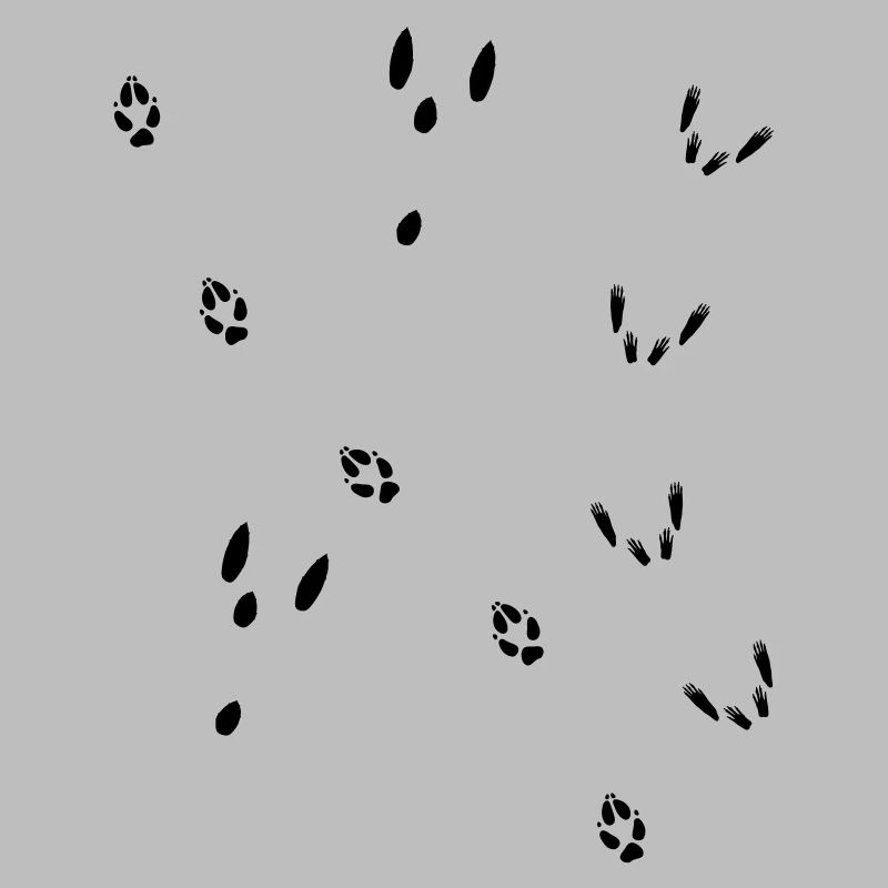 Fährte Fuchs, Hase, Eichhörnchen