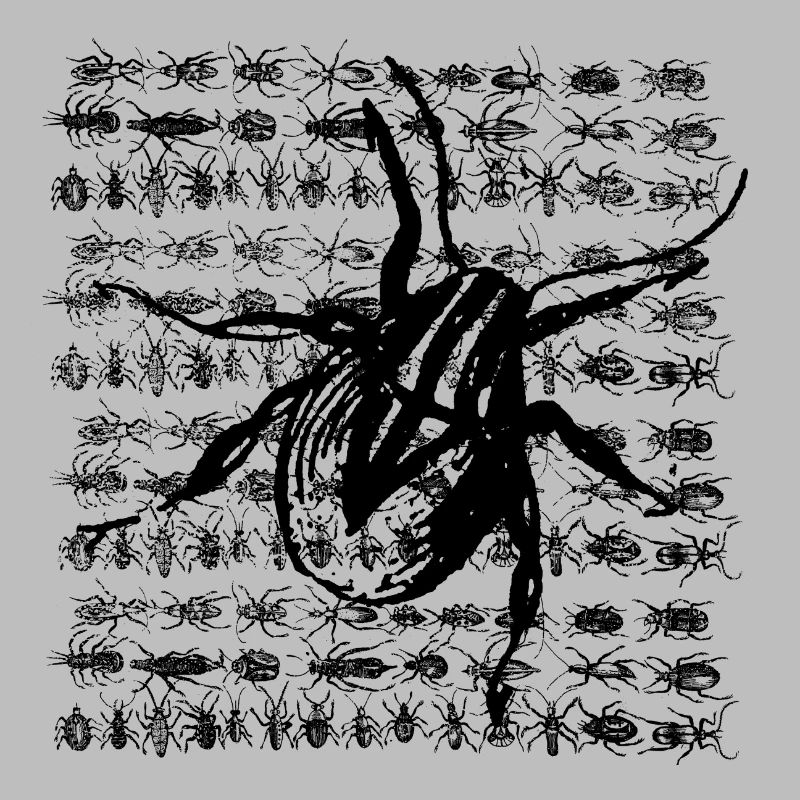 Spinne Chwat