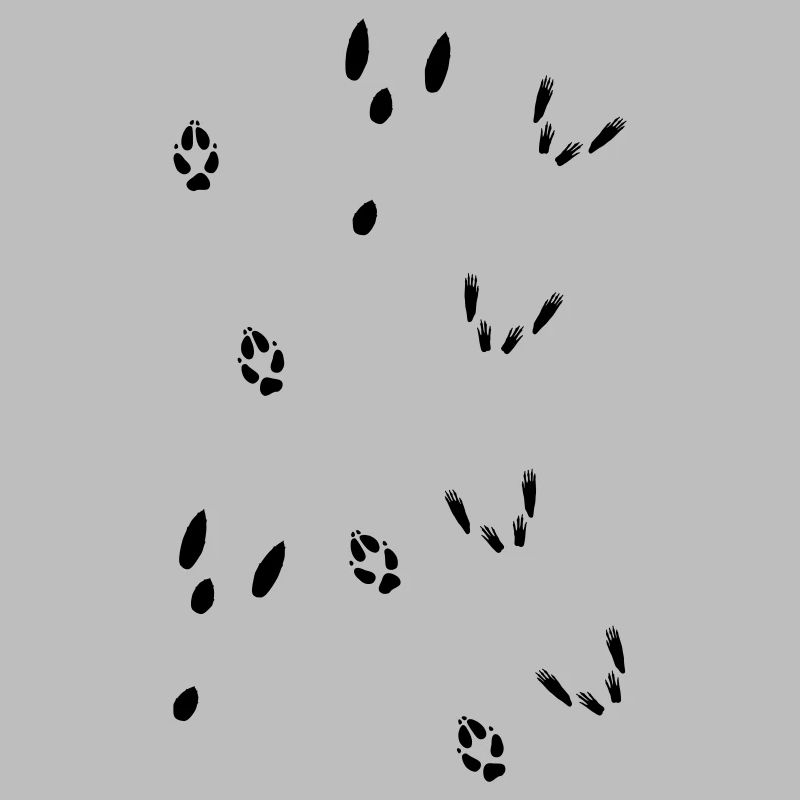 Tracks from squirrel, hare and fox