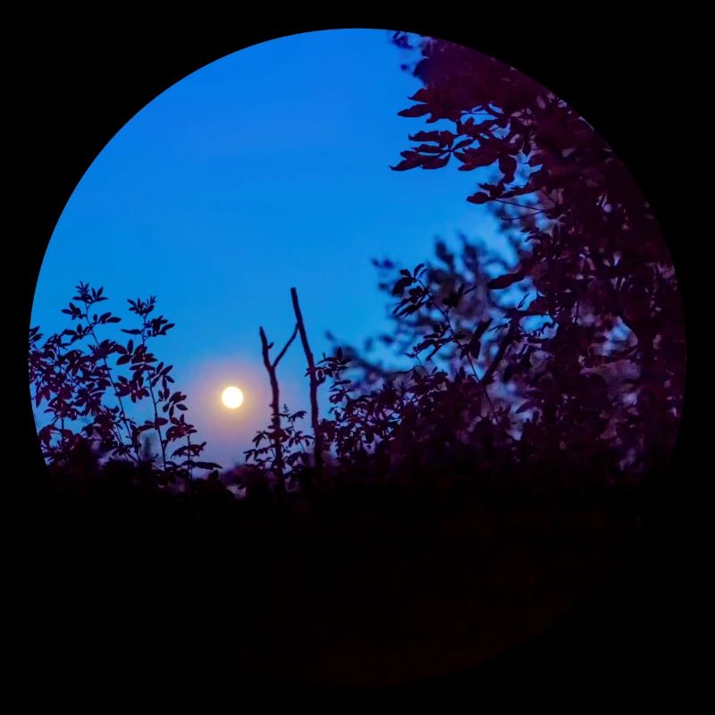 Die Leiter zum Mond
